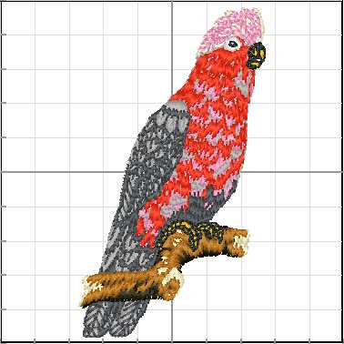 animales_australia_A11
