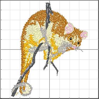 animales_australia_A13